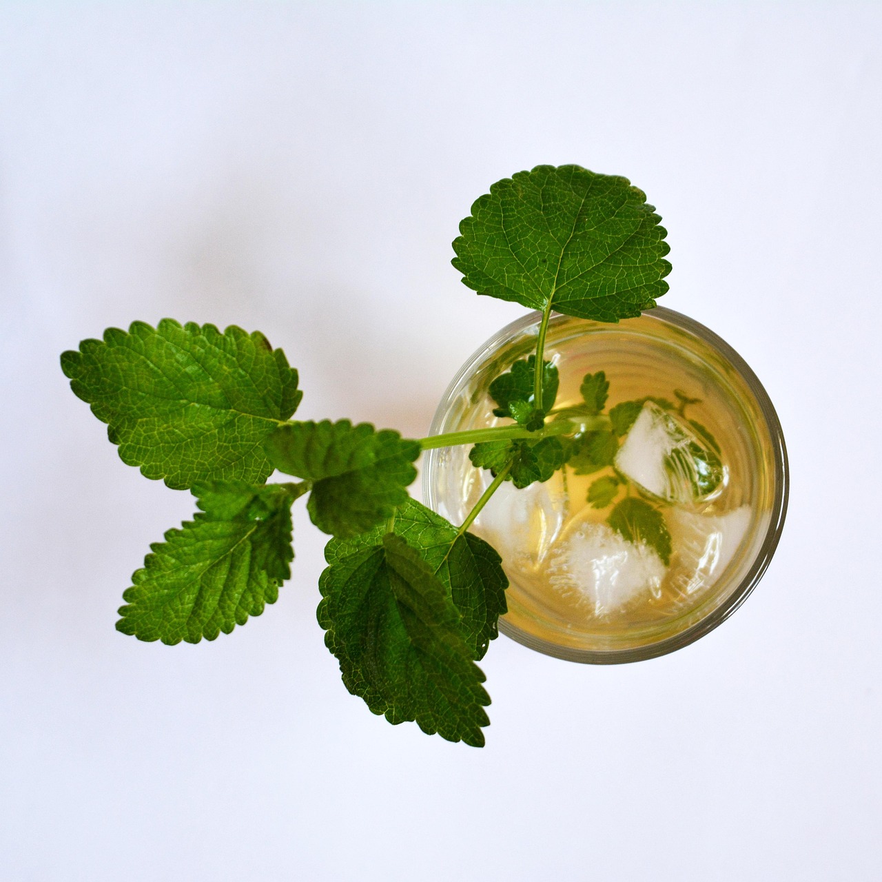 How to Grow Lemon Balm in Your Garden and Enjoy It Alongside Melissa Oil
