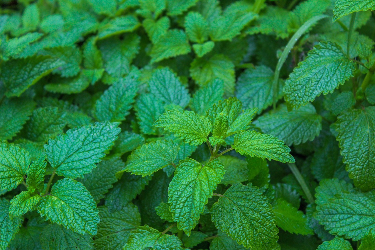 Reading a Melissa Oil Label: Botanical Names, Dilutions, and Testing Claims