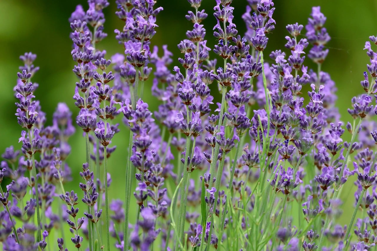 Signature Blend: Garden Dusk, Our Melissa, Lavender, and Bergamot Recipe